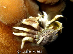 Anemone crab munching away, Koh Phi Phi, Thailand by Julie Rieu 